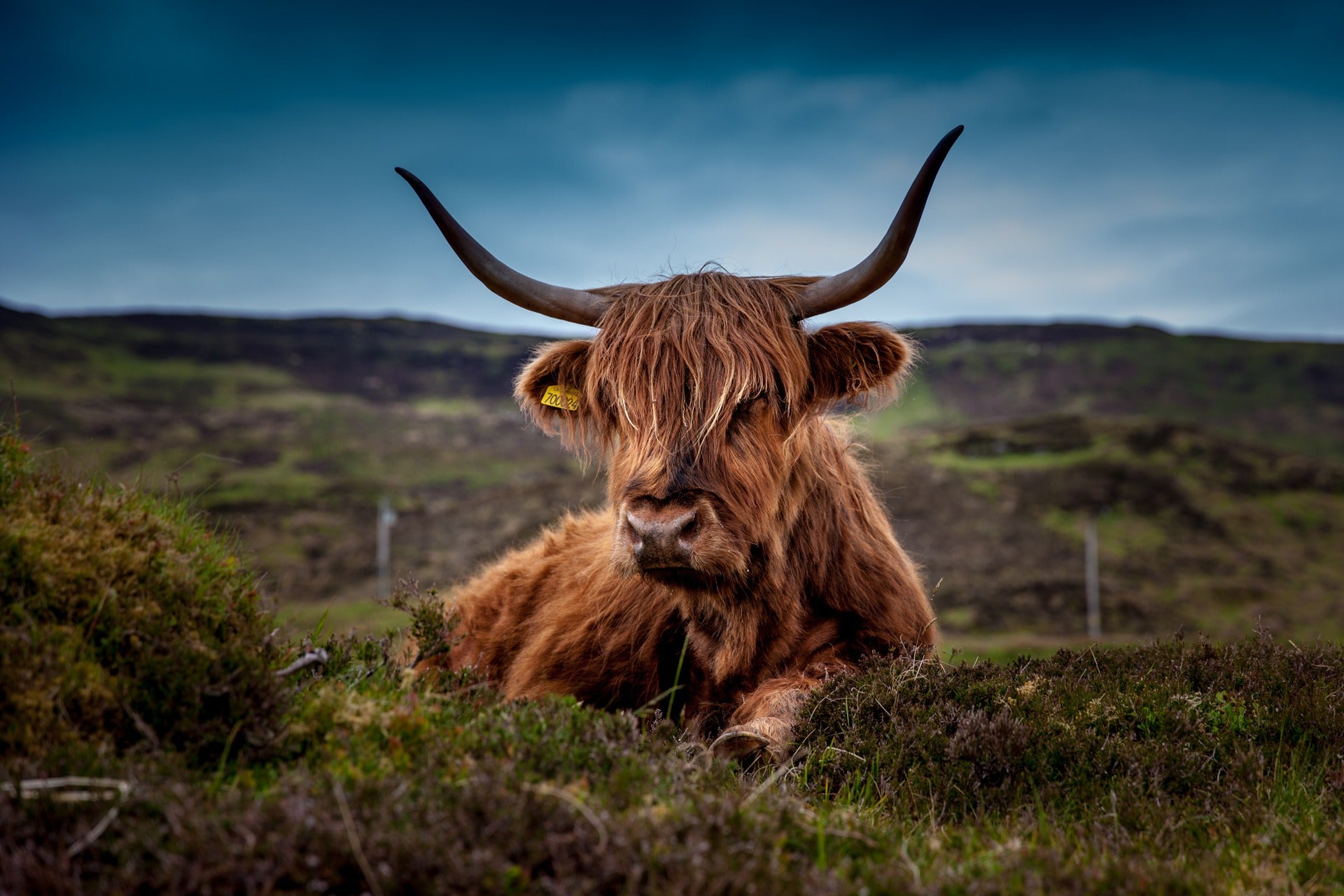 Tallow beef cow